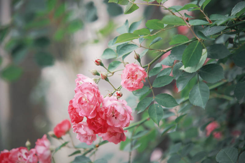 粉色玫瑰花丛图片