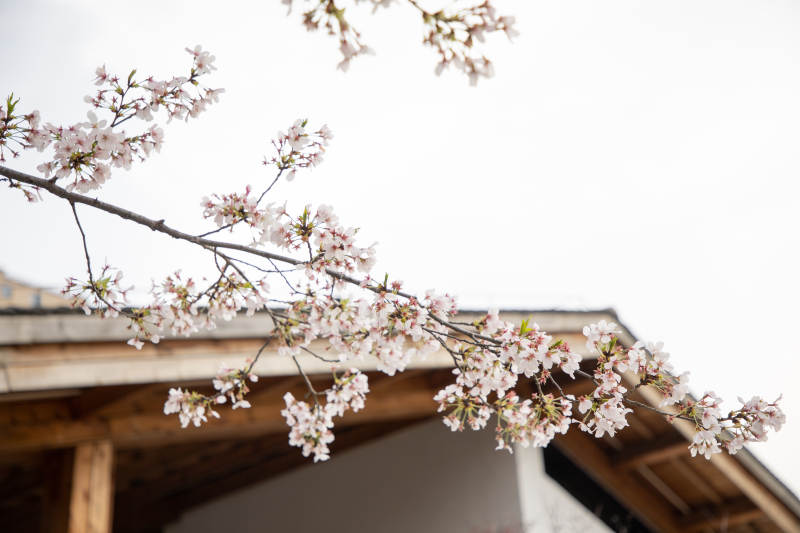 樱花绽放的屋檐图片