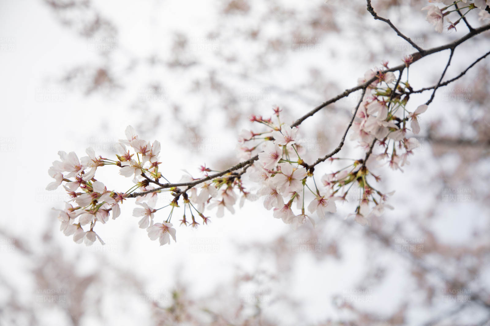 樱花盛开的春天图片