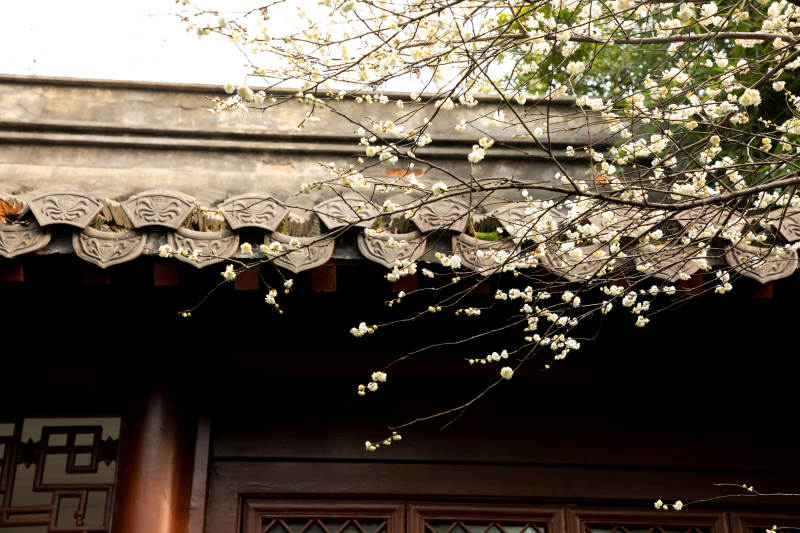 春花古屋檐图片