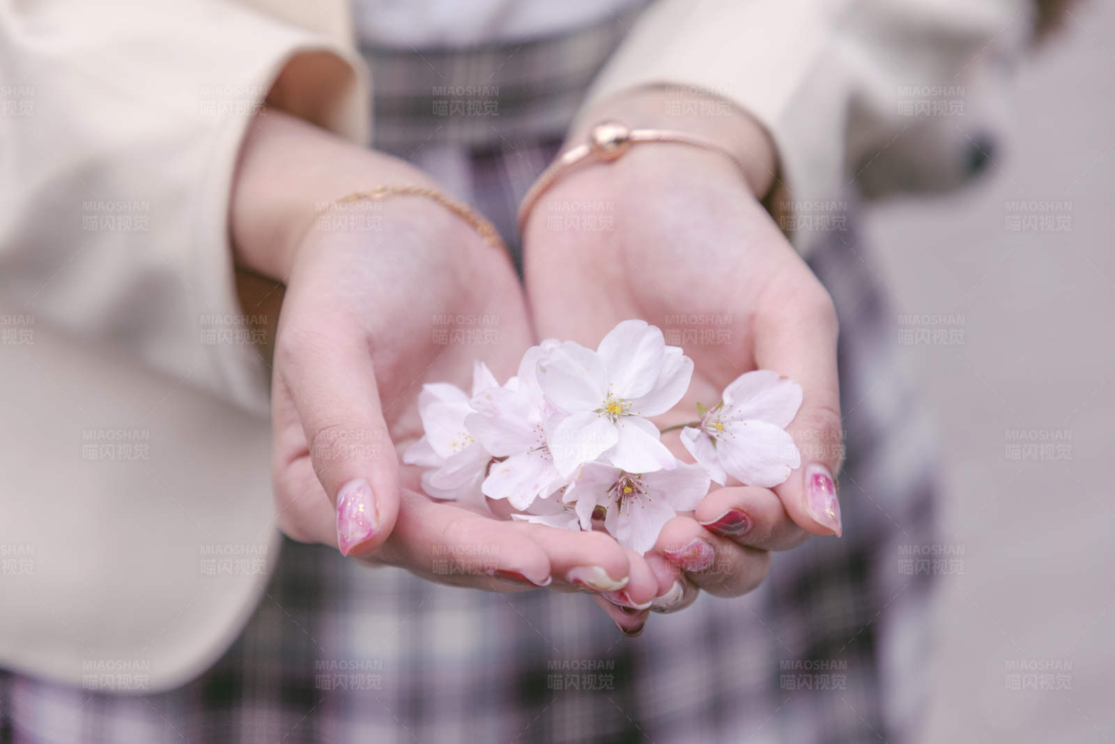 手捧樱花图片