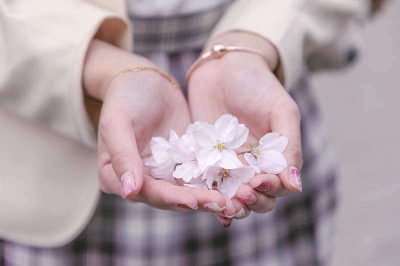 手捧樱花图片