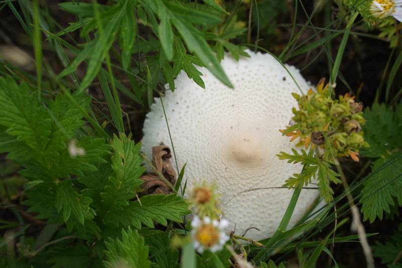 草地上的白色蘑菇图片