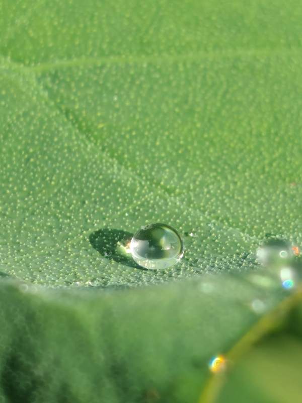 绿叶上的水珠图片