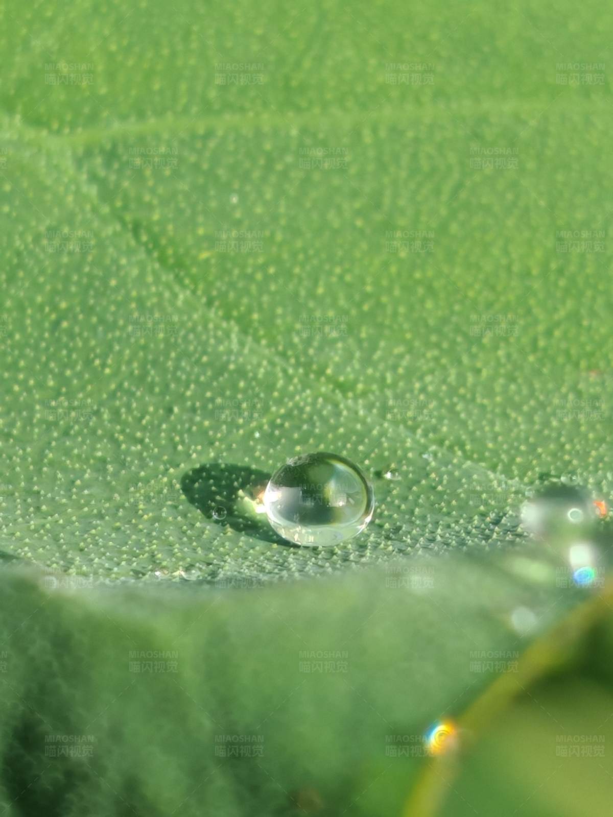 绿叶上的水珠图片