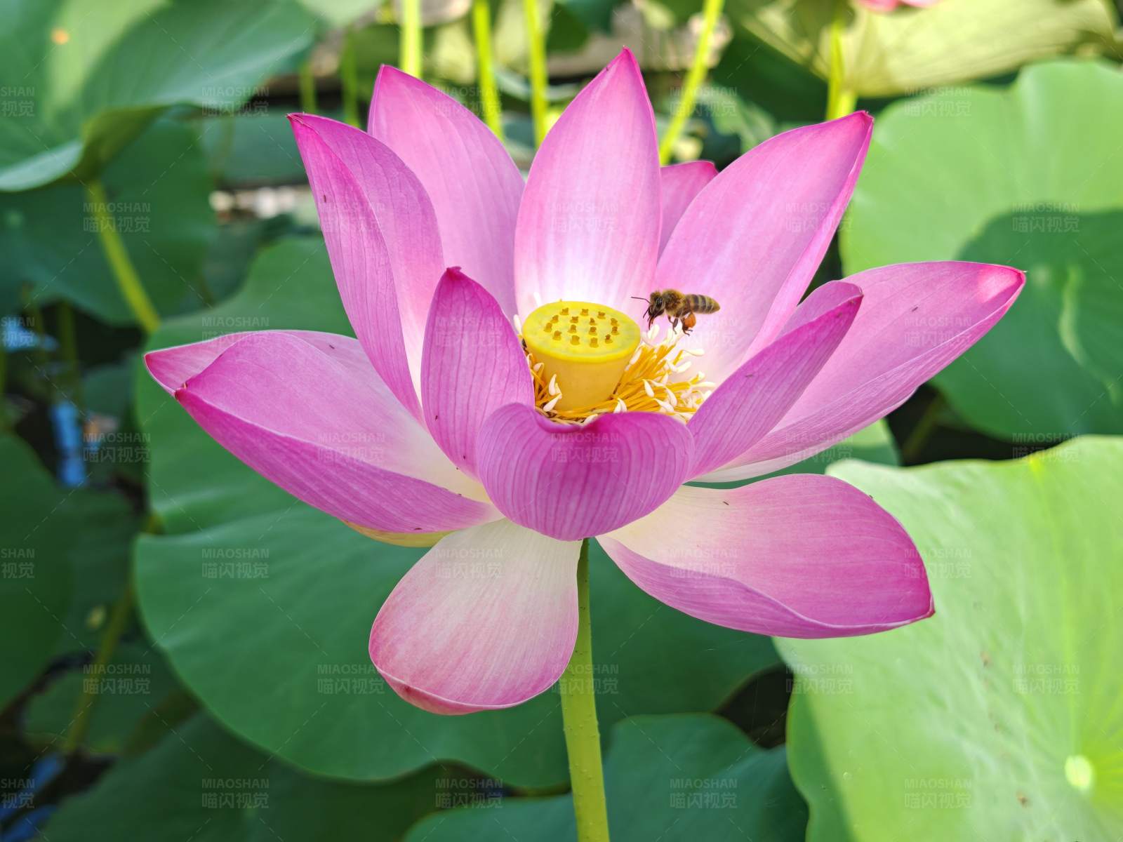 蜜蜂采蜜莲花间图片