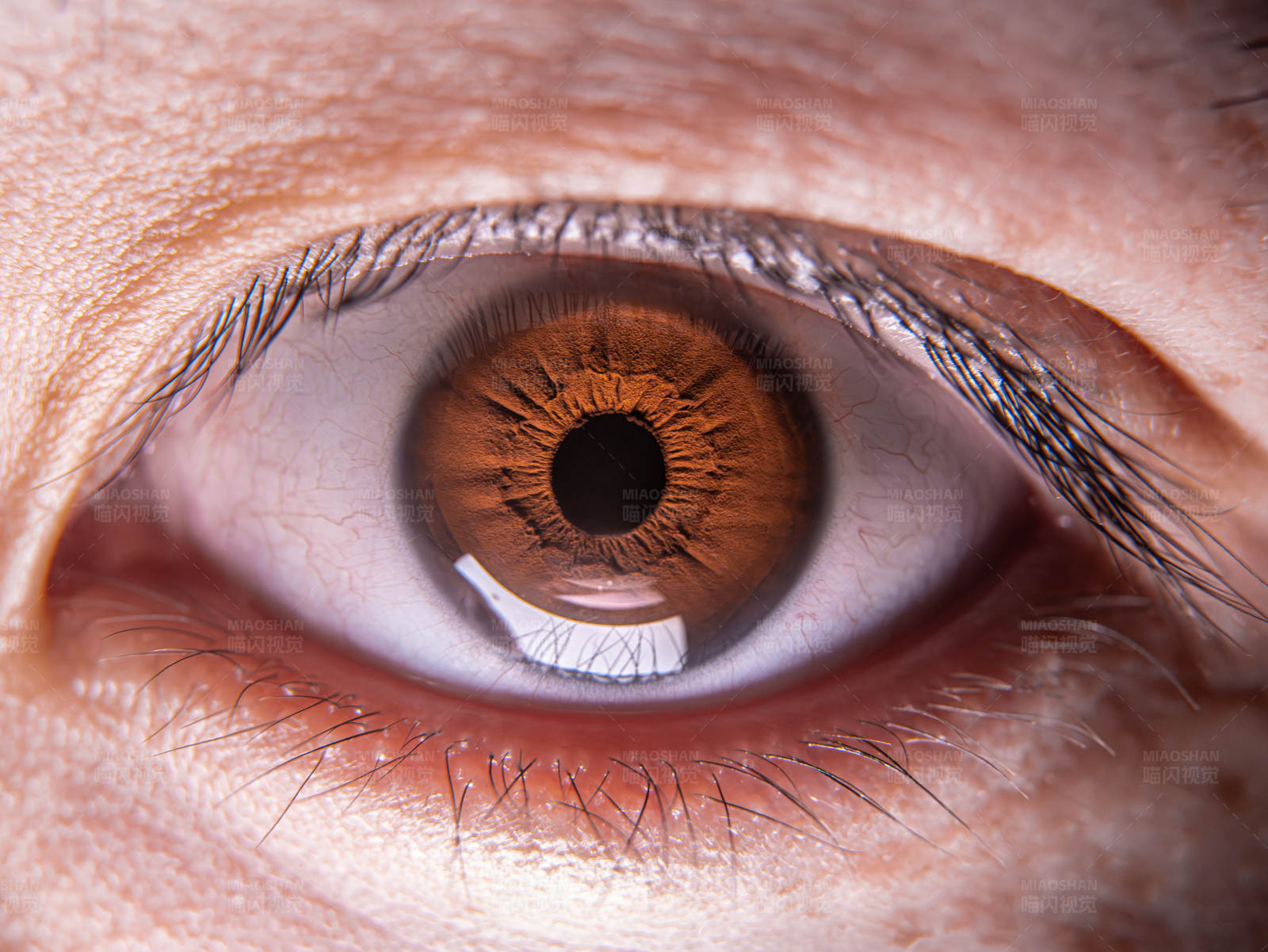棕色眼睛的特写图片