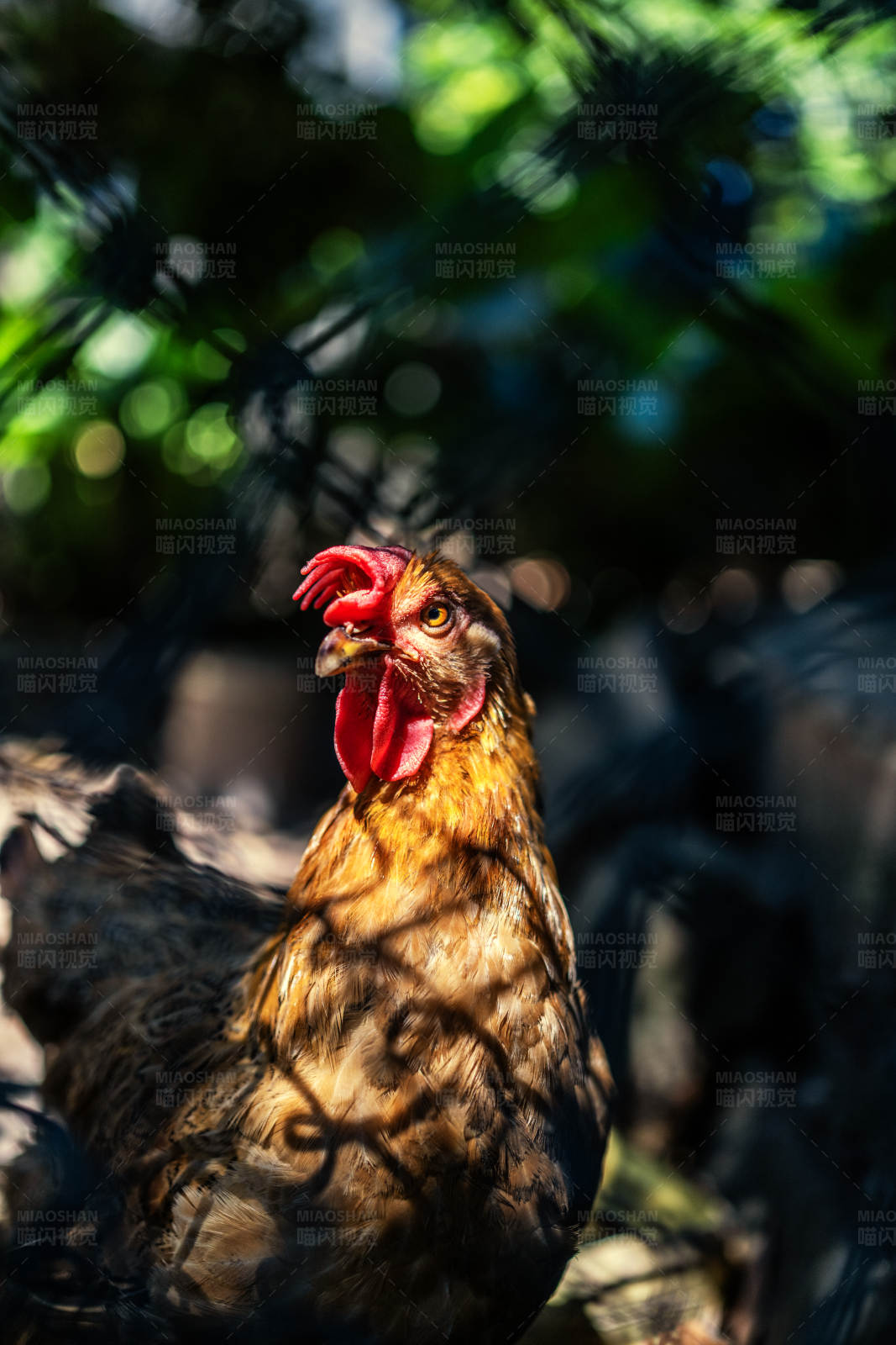 笼中的母鸡图片