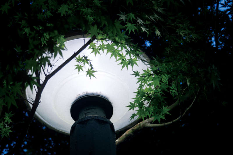 夜色中的路灯与绿叶图片