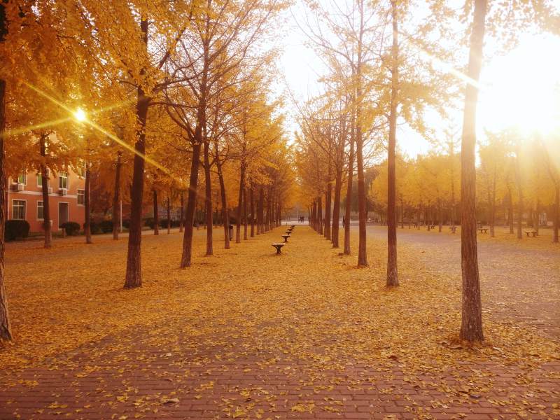 秋日校园的金色大道图片