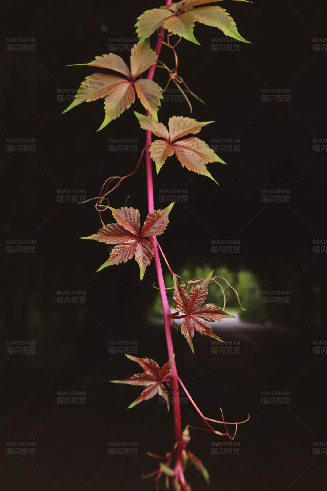 夜色中的红叶藤蔓图片