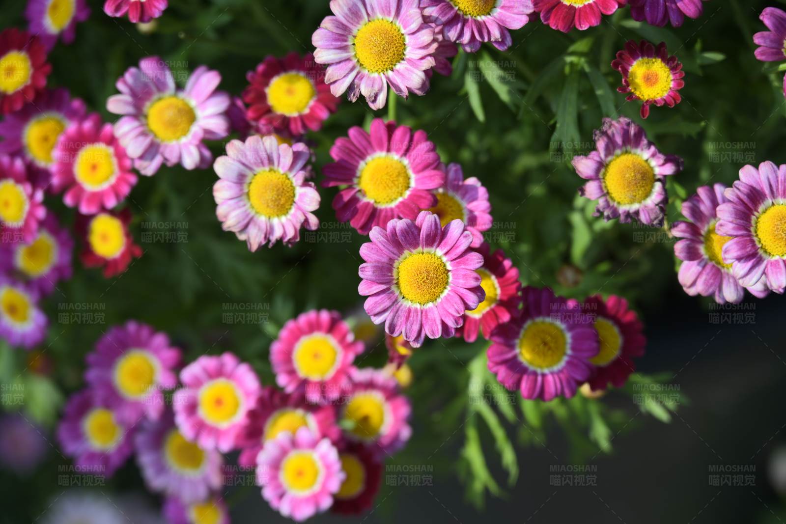 粉色雏菊的美丽绽放图片