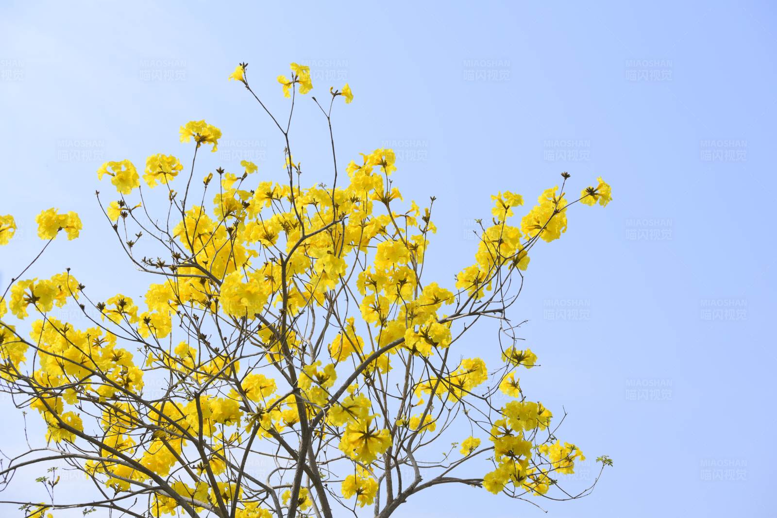 黄花树与蓝天图片