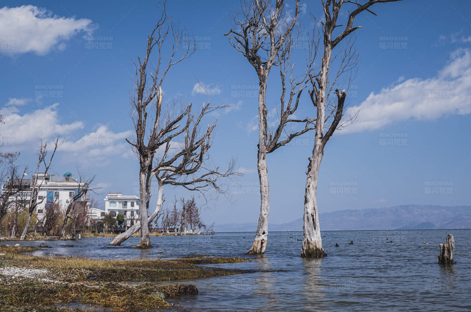 湖畔枯树与蓝天图片