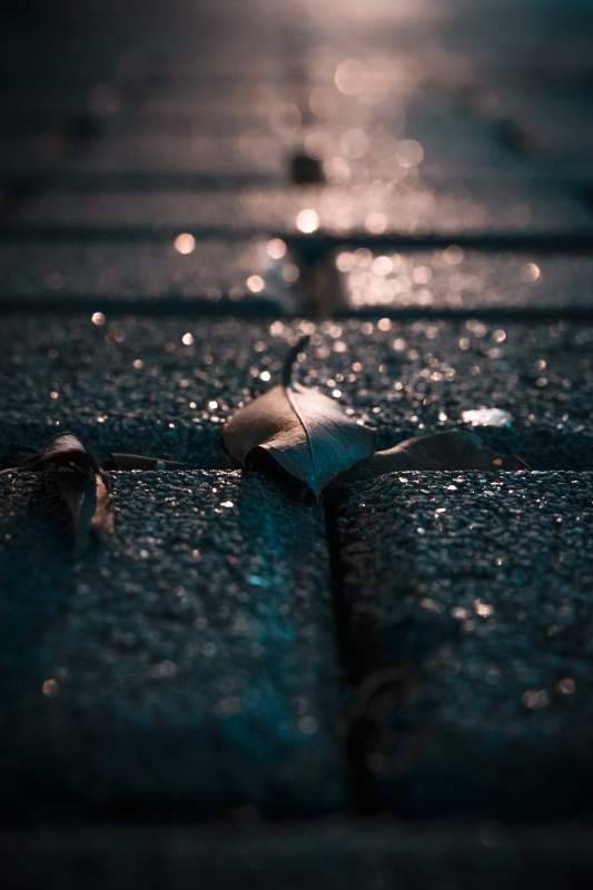 夜色中的落叶图片