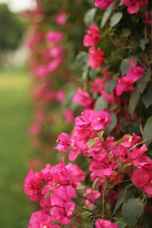 粉色花朵的美丽花墙图片
