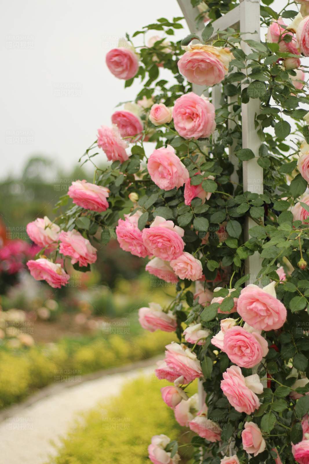 粉色玫瑰花墙图片