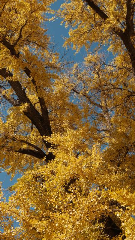 金秋银杏叶图片