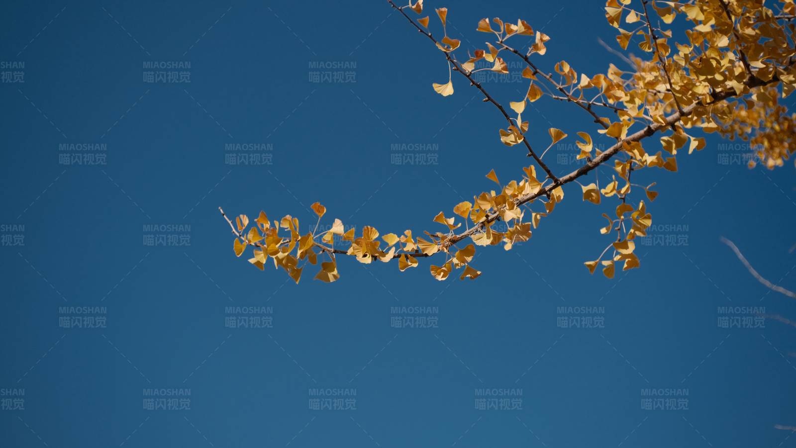 秋日银杏 蓝天映衬图片