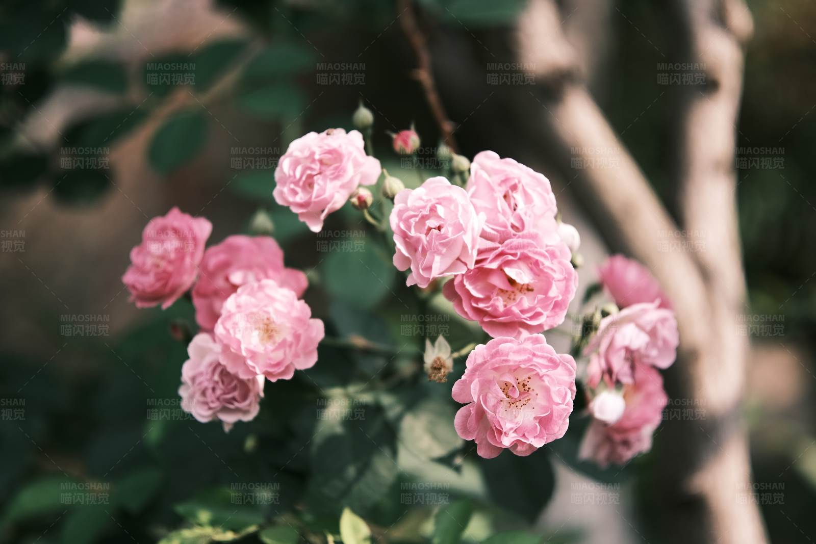 粉色蔷薇花丛图片