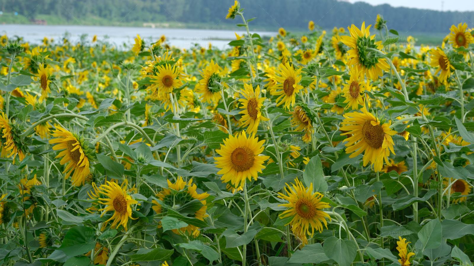 向日葵花海图片