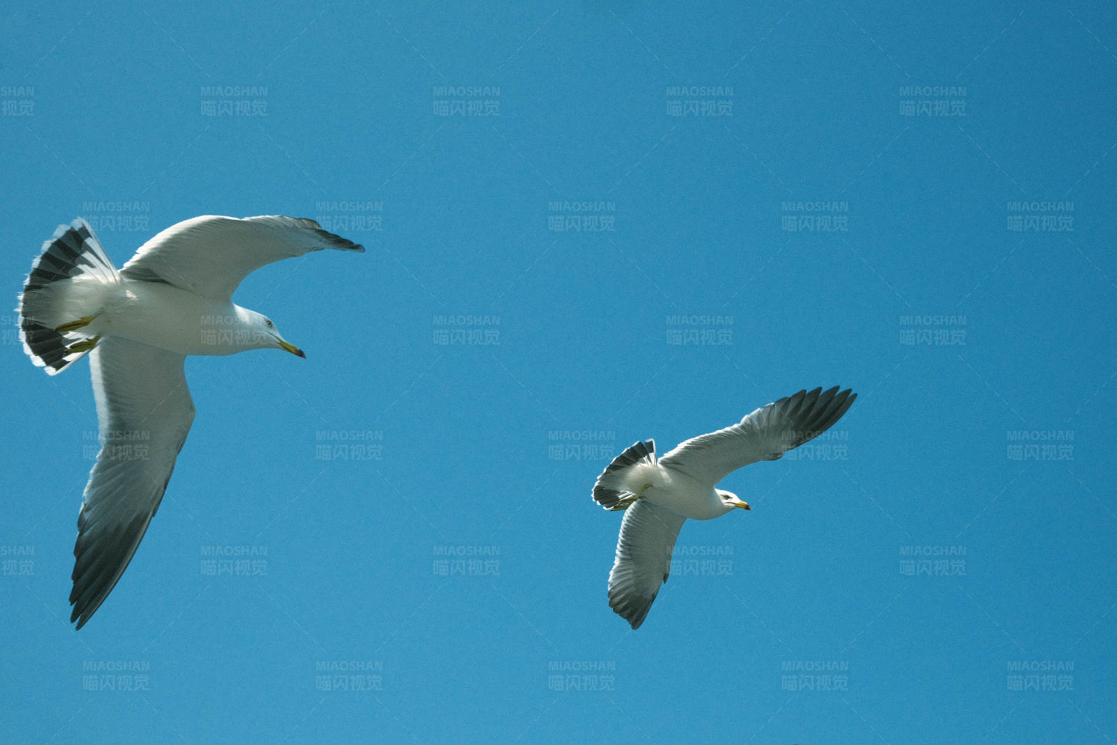 双鸥翱翔蓝天图片