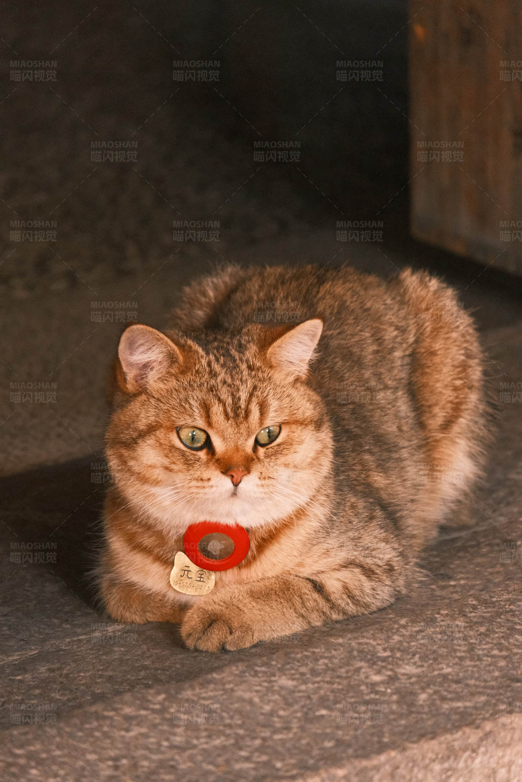 戴着红铃铛的猫咪图片