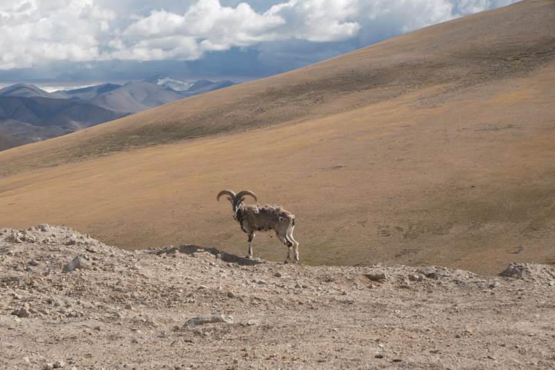 山羊独行于高原之上图片