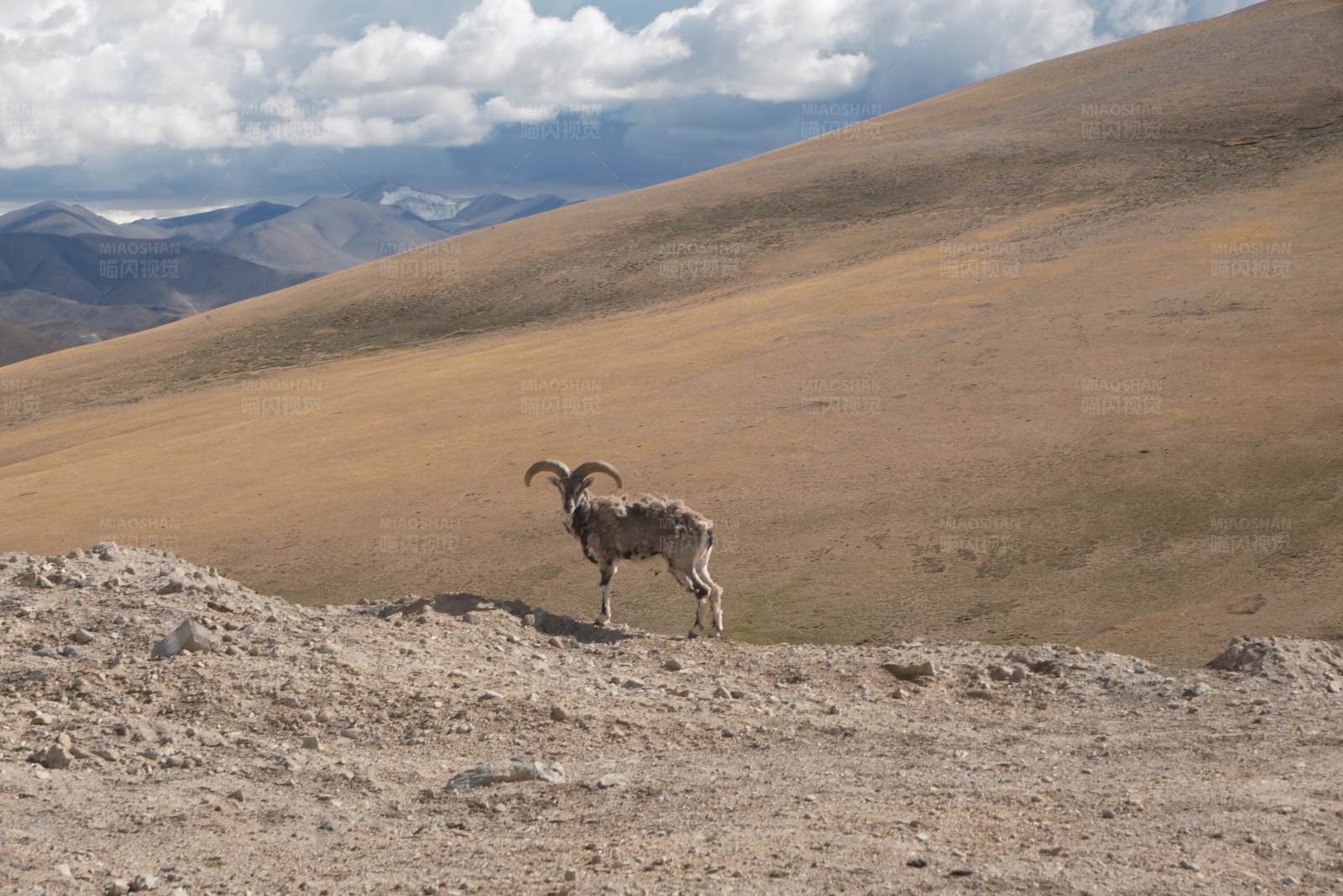山羊独行于高原之上图片