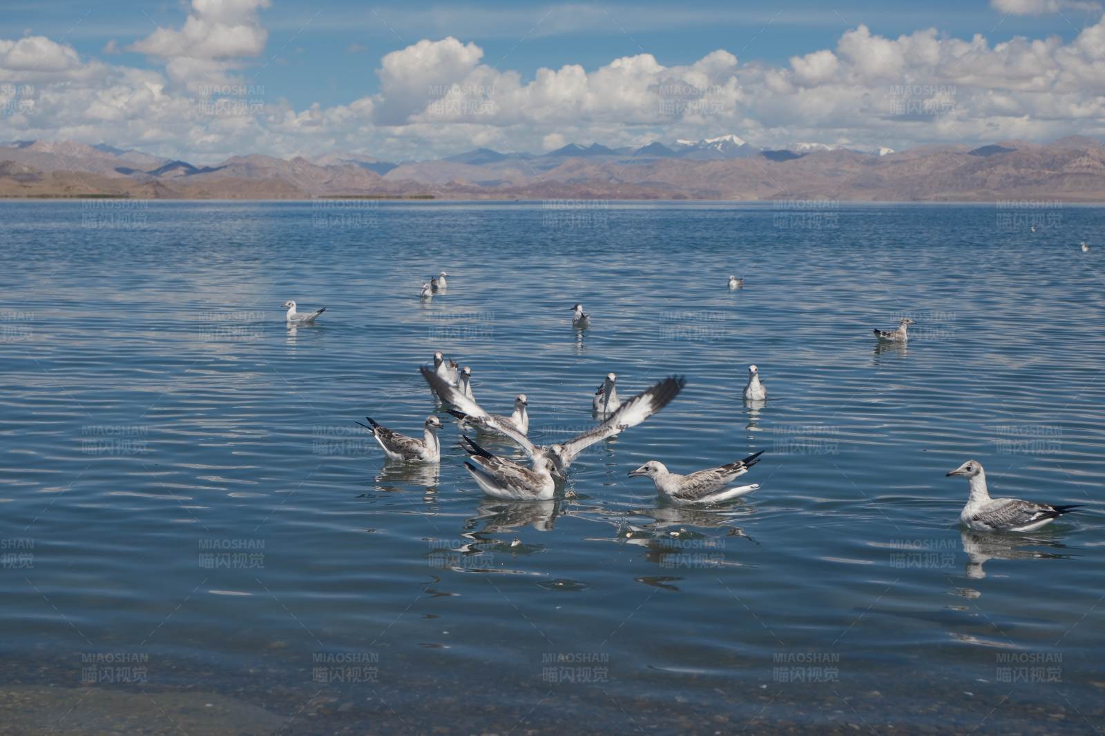 湖面海鸥图片