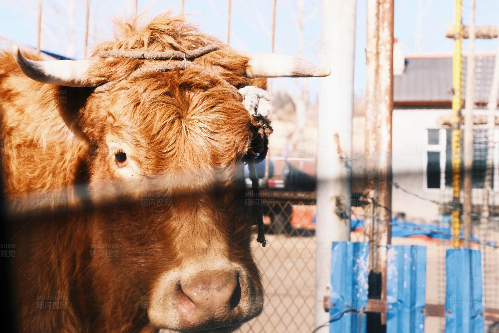 笼中的牛图片