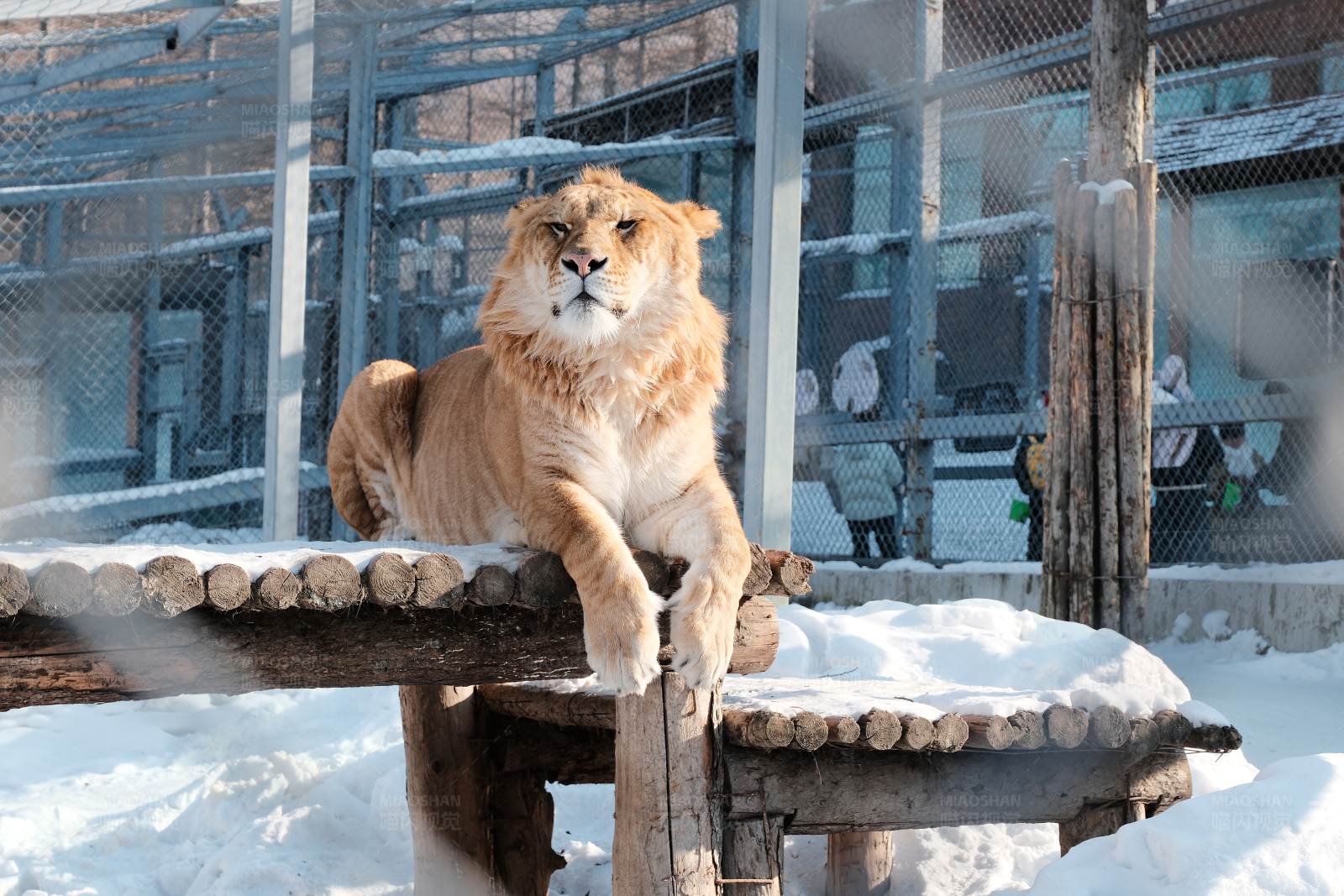 雪中休息的狮子图片