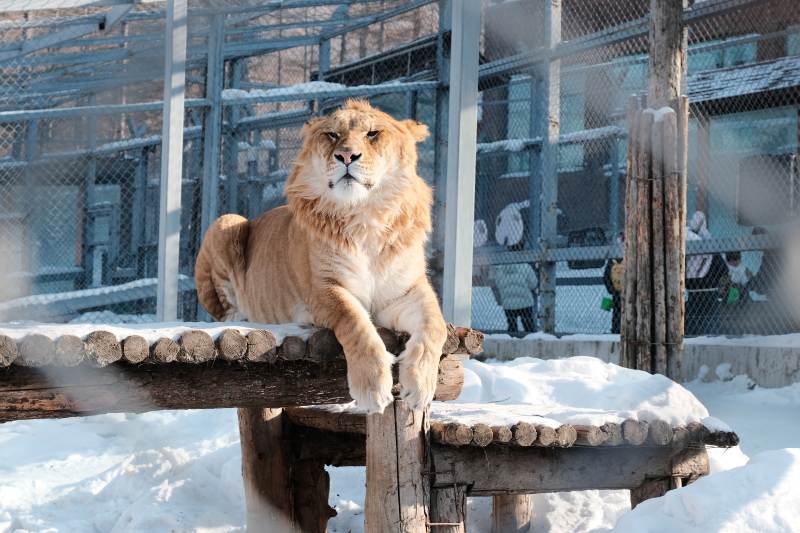 雪中休息的狮子图片