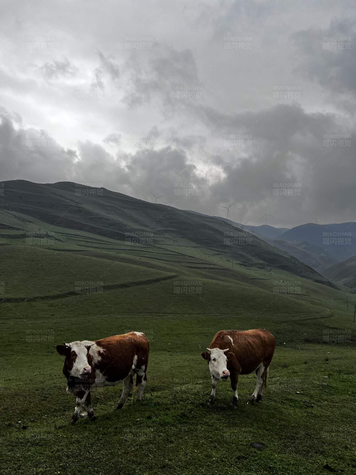 草原上的两头牛图片