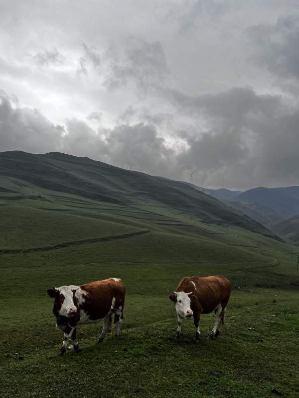 草原上的两头牛图片