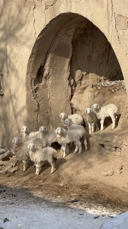 羊群古拱门图片