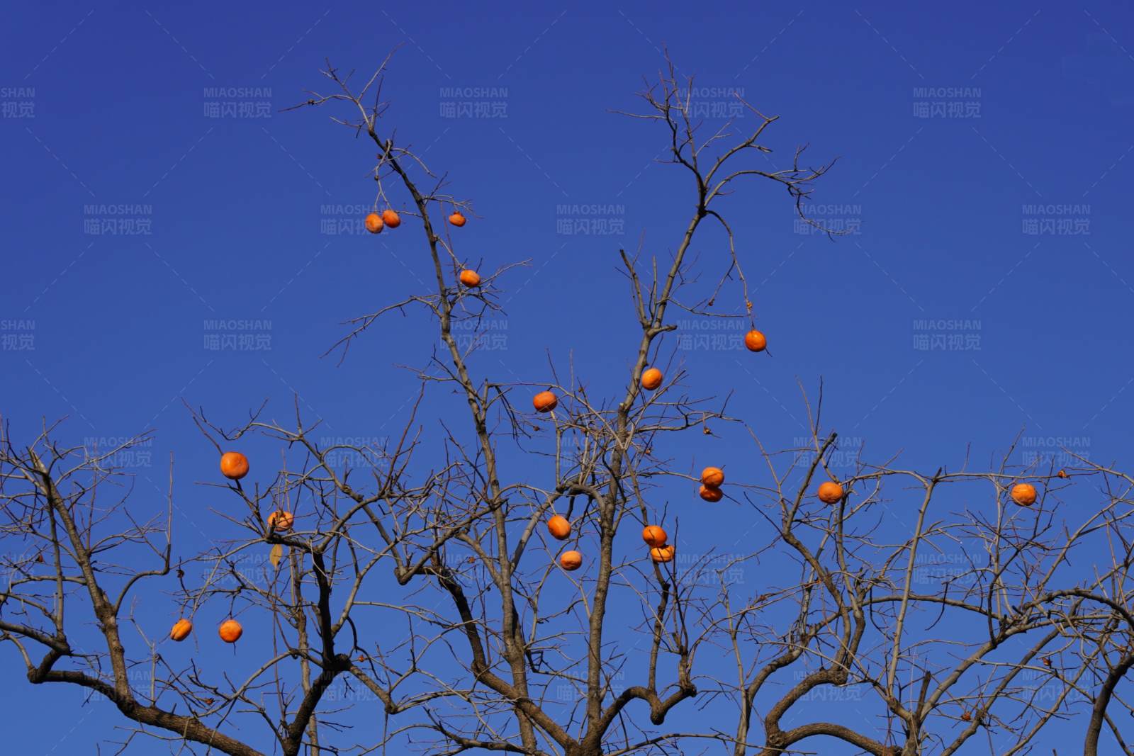冬日柿子挂满枝图片