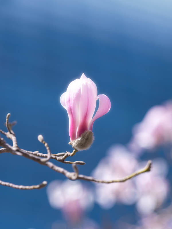 春天的花朵图片