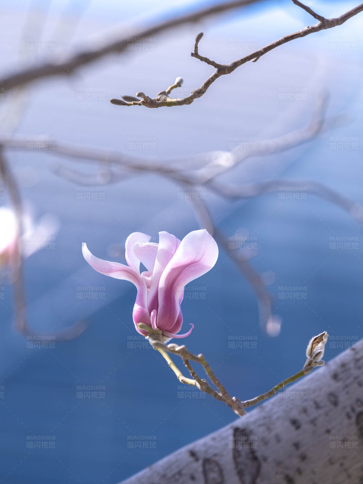 春天的花朵图片