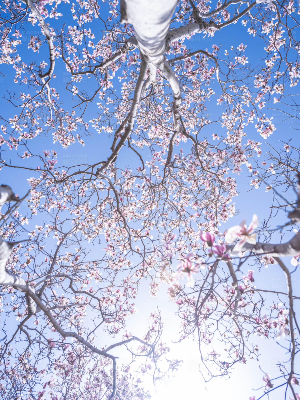 春日花开满枝头图片