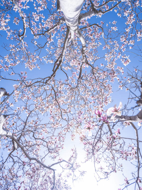 春日花开满枝头图片