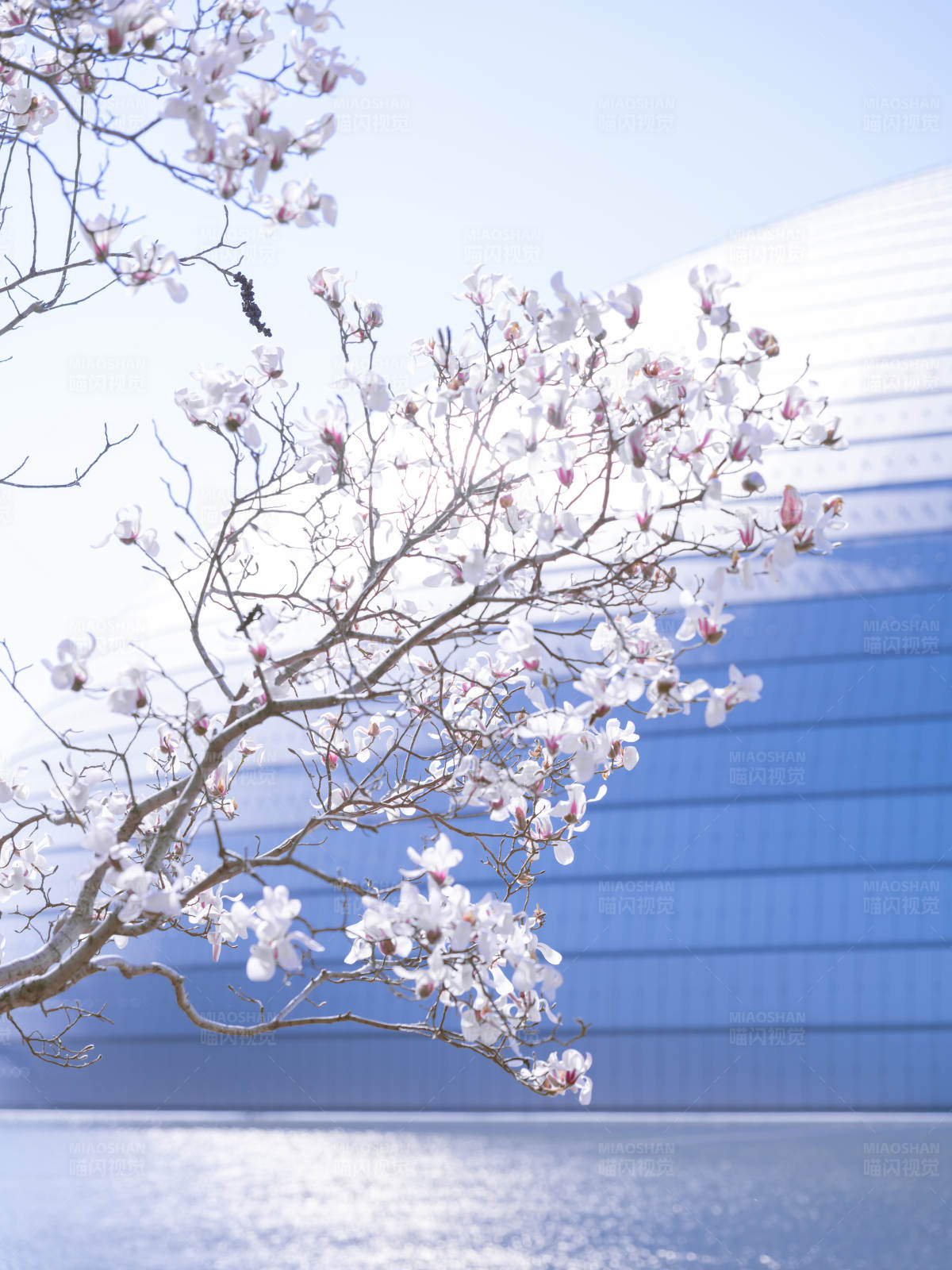春日花开 蓝天相伴图片
