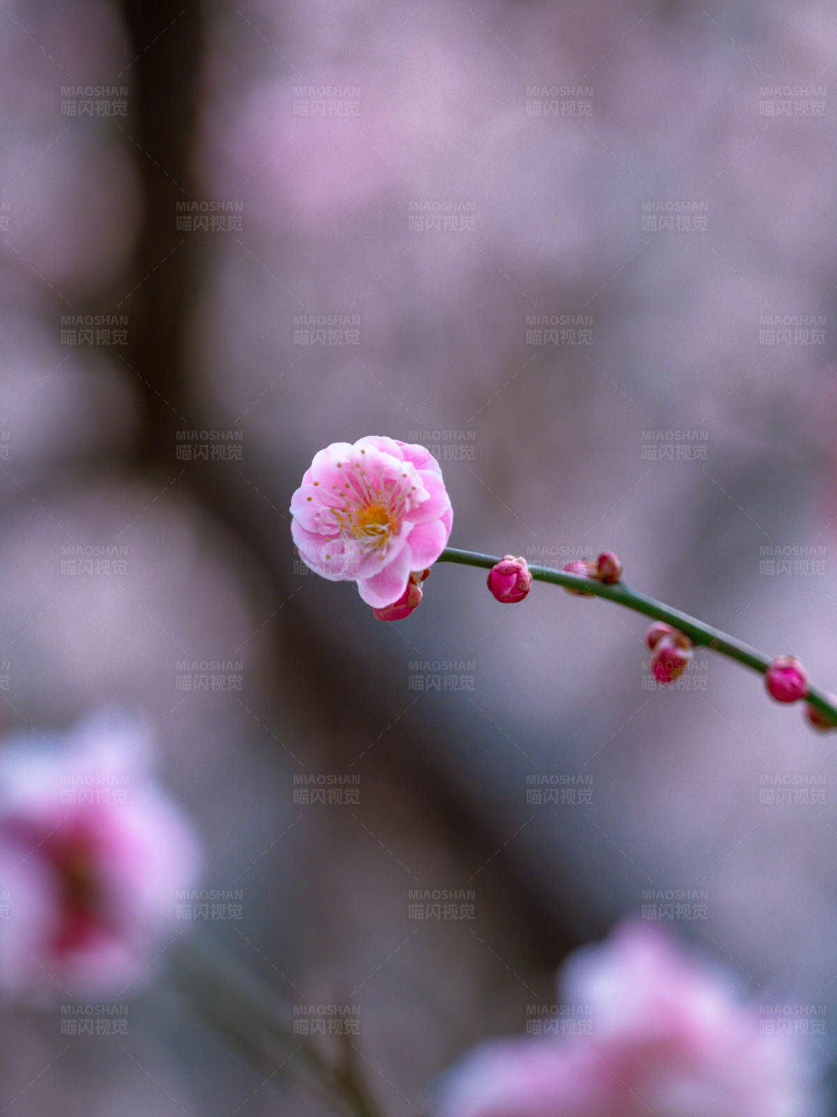 梅花独绽 春意盎然图片