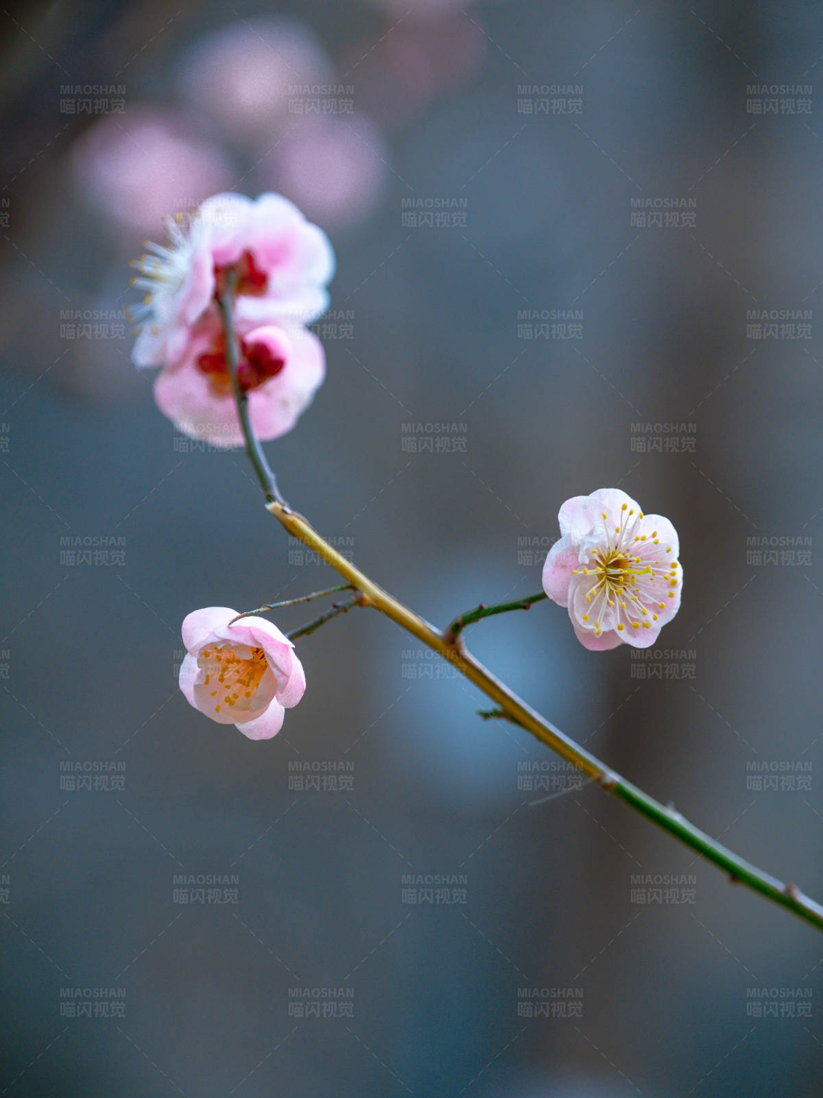 梅花绽放 春意盎然图片