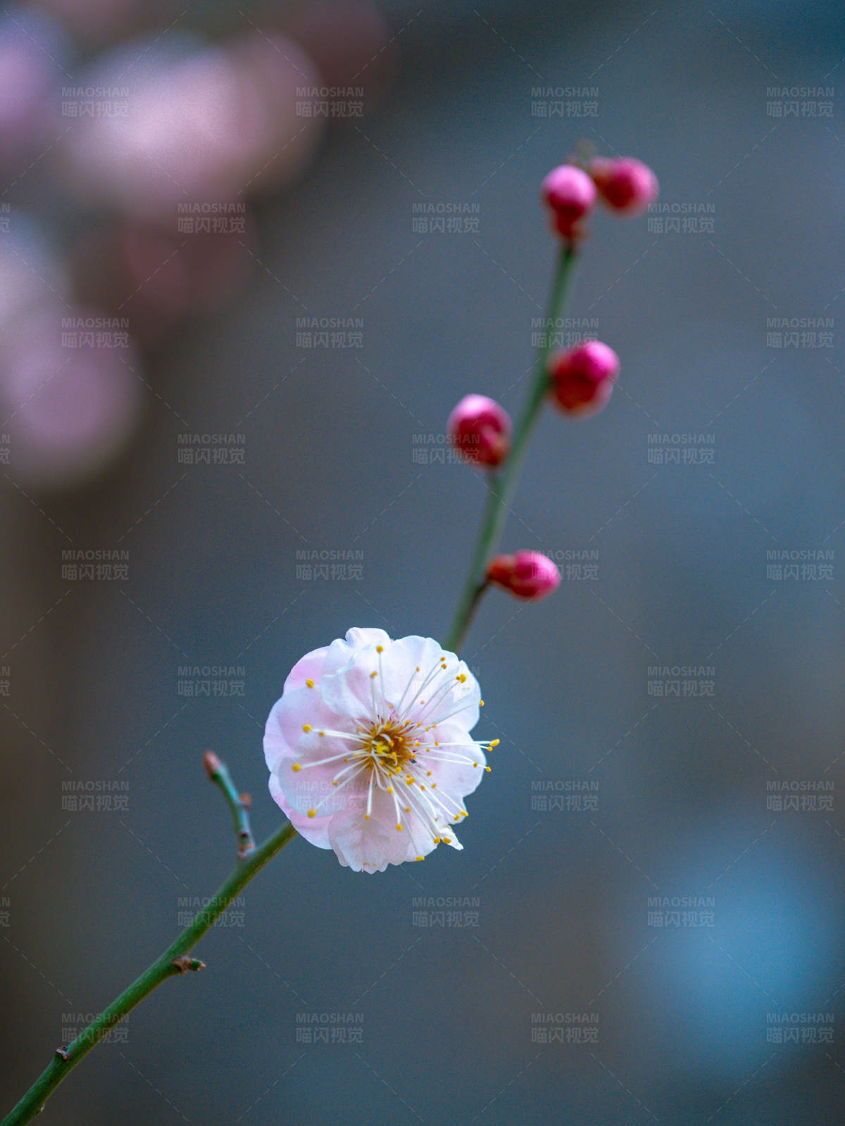 梅花独放春意浓图片