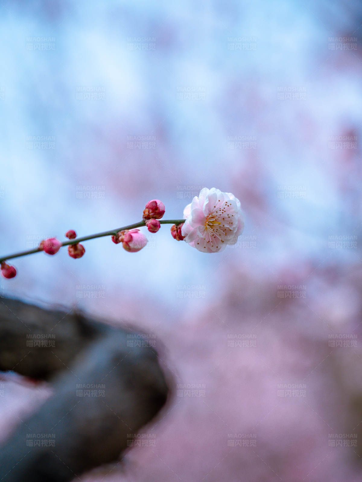 梅花独放春意浓图片