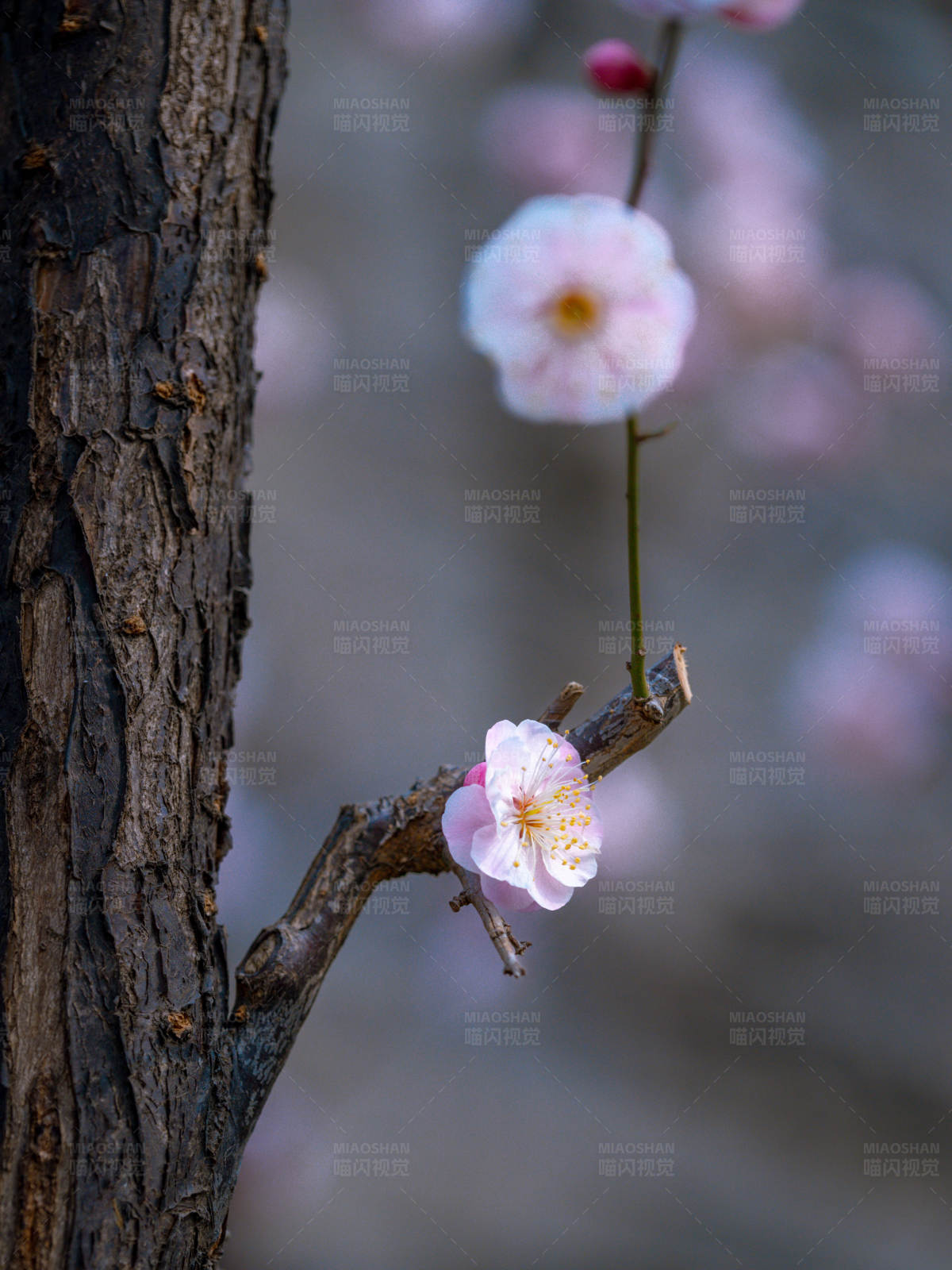 梅花绽放 春意盎然图片