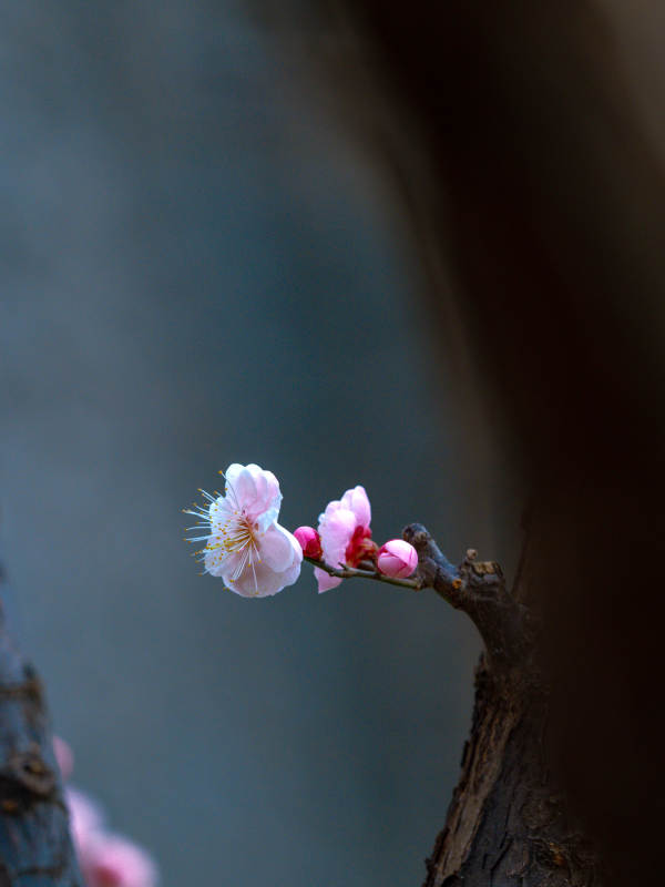 梅花独放春意浓图片