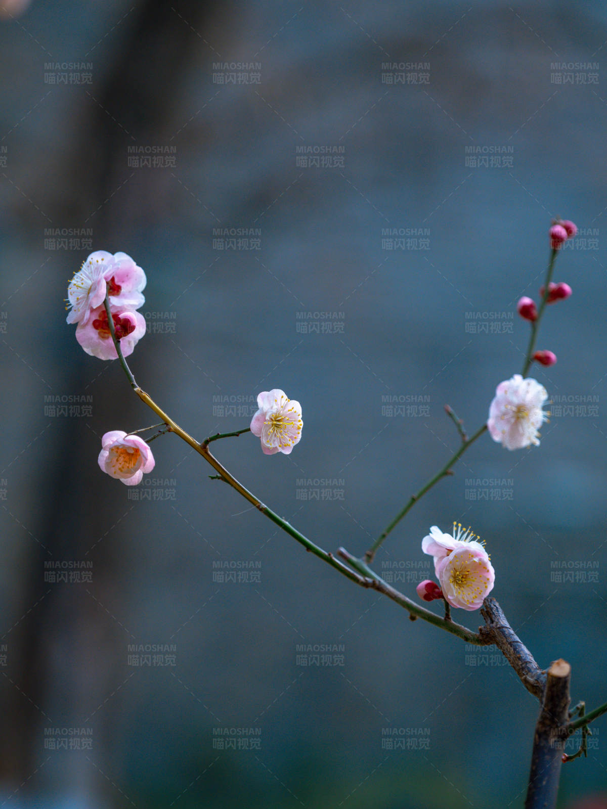 梅花绽放 春意盎然图片