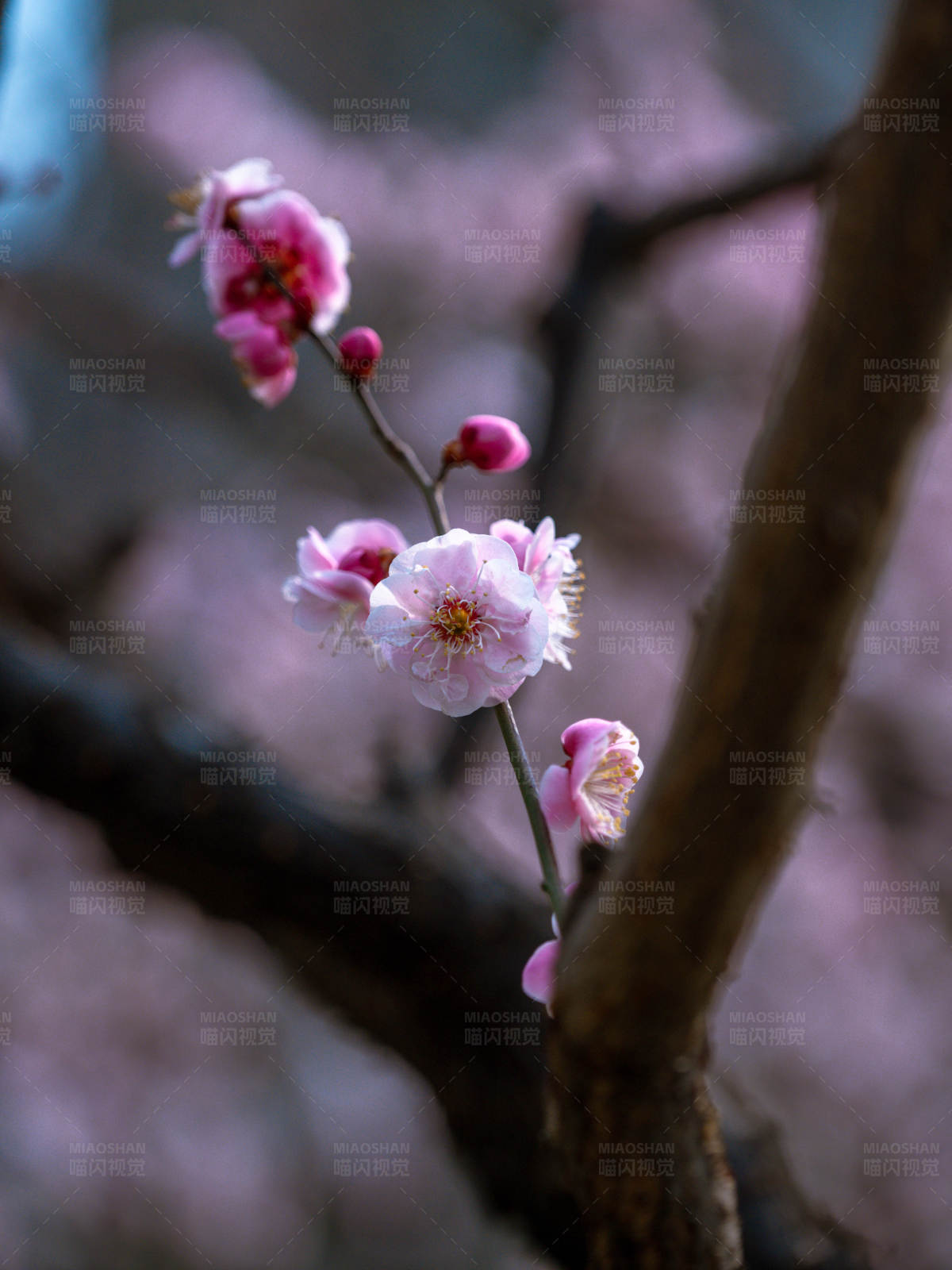 梅花绽放 春意盎然图片